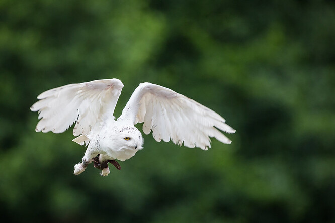 Mezi novými druhy je například i sova sněžná, což je druh, který proslavila sova Harryho Pottera Hedvika.