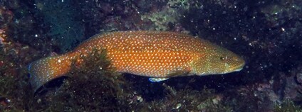 Pyskoun zelenkavý Foto: Hefin Owen Flickr