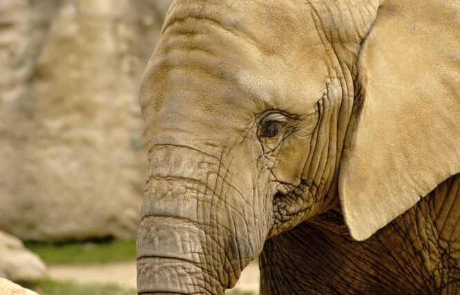 Sloni afričtí patří ke kriticky ohroženým druhům. Jejich chov je v Česku i Evropě vzácný, zahrady většinou chovají ovladatelnější slony indické. V Česku chová slony africké vedle zlínské zahrady jen zoo ve Dvoře Králové nad Labem.