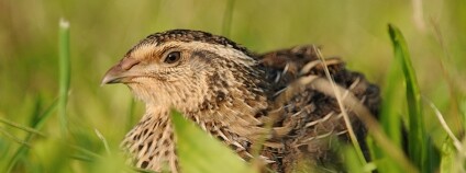 Foto: Ján Svetlík / Flickr