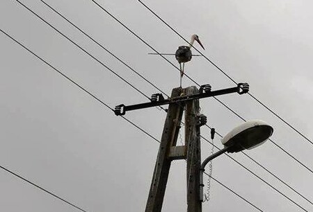 Rozruch v okolí polského města Kielce vyvolal čáp, viditelně prostřelený skrz naskrz šípem.