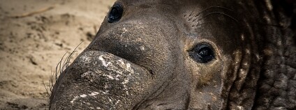 Foto: Wade Tregaskis / Flickr