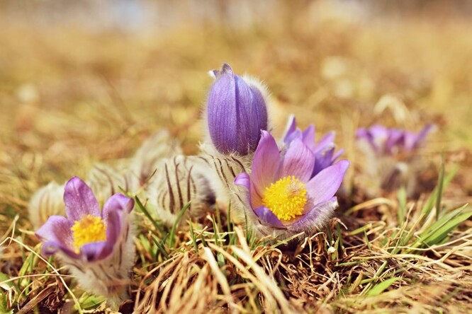Koniklece jsou jedny z nejstarších květin. Do dneška si zachovaly chlupatý vzhled, což je chrání.