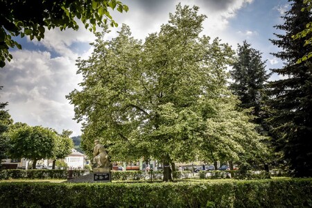 Lípa svobody u pomníků v Kdyni.