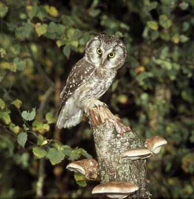 Sýc rousný není příliš plachý. Po vyplašení z hnízdní dutiny se obvykle posadí někde poblíž a vyčkává.