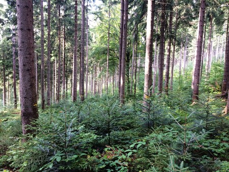 Včasné pěstební opatření podsadbou smrkového lesa jedlí. Cílem je přestavět les před tím, než uschne či bude napaden kůrovci. Výsadba je bez ochrany proti poškození zvěří. Počty spárkaté zvěře se udržují ve vyváženým stavu s ekosystémem, a proto nedělají škody na nových výsadbách. Tím se zvyšuje ekonomická efektivita hospodaření a úspěšnost zalesnění.