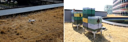 Racek na vejcích a úly na střeše budovy Úřadu pro městský rozvoj a životní prostředí v Hamburku.