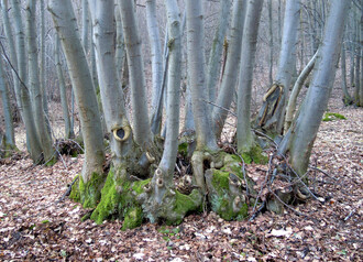 Jedinec lípy srdčité dokáže díky pařezení přežívat staletí. Pařez může dosahovat i 10 m v průměru a je vhodným biotopem pro řadu druhů. Snímek pochází z NPR Děvín.