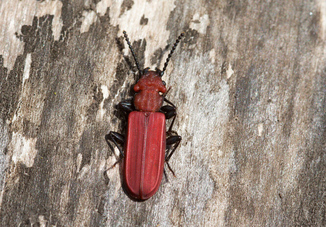 Prostor pod kůrou odumírajících stromů obývá lesák rumělkový (Cucujus cinnaberinus).