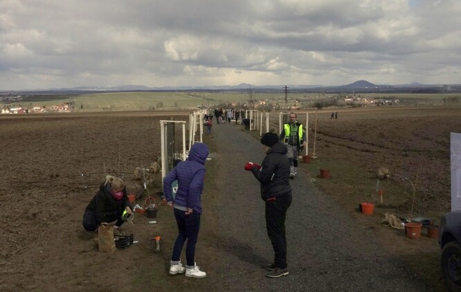 Sousedská výsadba stromů podél cesty mezi poli u obce Neuměřice, kterou zorganizoval jeden ze sousedů.