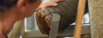 Foto: Petr Hamerník / Zoo Praha