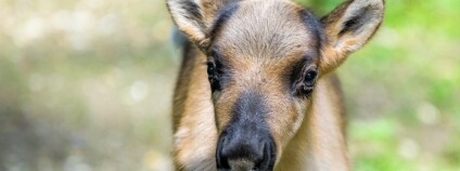 foto:  Petr Hamerník / Zoo Praha