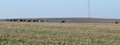 Foto: Jan Duda / Pro Silva Bohemica
