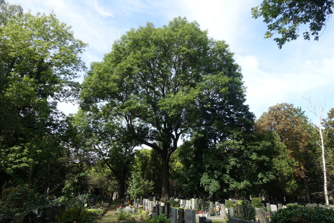 Jasan na Olšanských hřbitovech