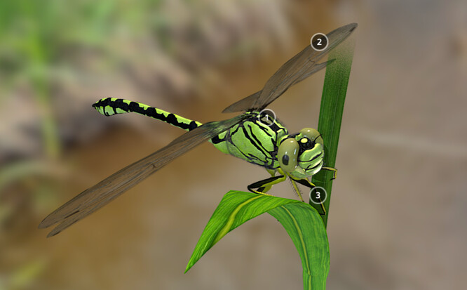 3D model klínatky rohaté.