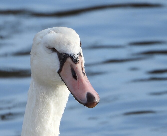 Labuť s poraněným okem.