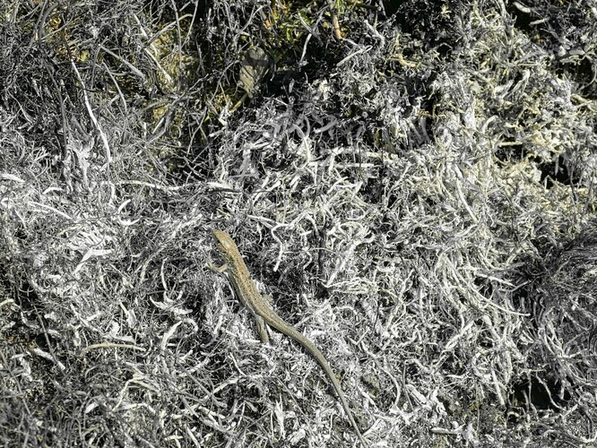 Mládě ještěrky zelené na čerstvě vypálené ploše.