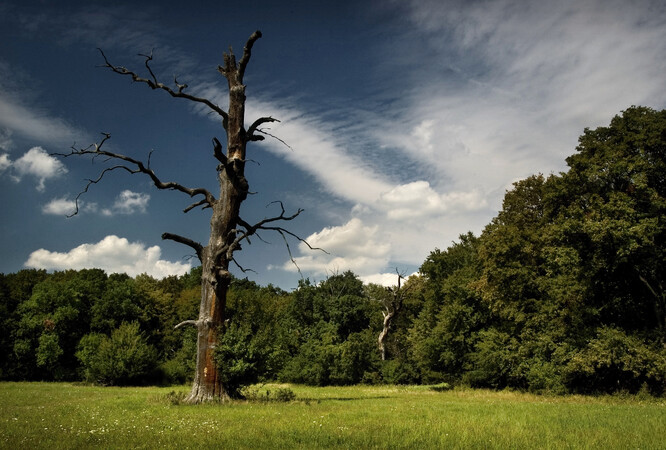 když jeden zvláštně vespod načervenalý suchý dub (na snímku) sleduji
na Pohansku už od r. 1971 (!), přesto se vizuálně stále zdá být bez
jakékoli změny, jako by byl odlitý z mědi. Jak dlouho souše vydrží stát,
to vždy záleží hlavně na tom, jak mohutně se stromům během jejich
života vyvinul kořenový systém a do jaké míry se sklony kmenů odchylují
od vertikály. Duby se totiž v půdě poutají především mocným
kůlovým kořenem, a i když celý strom odumře, prohnívají mu kořeny
řadu let, než dub později vlastní hmotnost ze země vylomí. Proto dokud
strom žije, spíše jej silný vítr zlomí, než i s kořeny vyvrátí