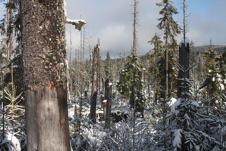 Prameny Vltavy – Smrkový prales, jehož podobu už po několikáté změnil lýkožrout smrkový.