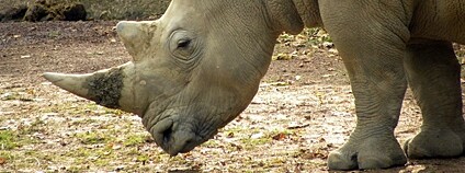 Nosorožec Foto: Tim Strater Flickr