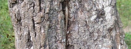 Kmen kolovníku Foto: Alan Franck Flickr