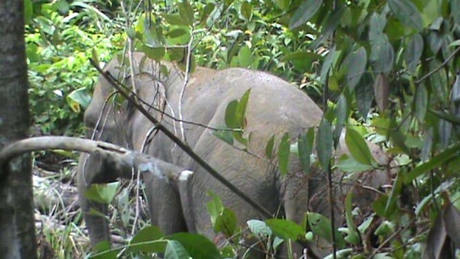 Podle Světového fondu na ochranu přírody (WWF) žije v současnosti na Sumatře pouze 2400 až 2800 kusů těchto slonů. / Ilustrační foto