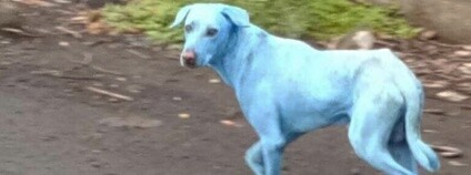 foto: http://www.hindustantimes.com