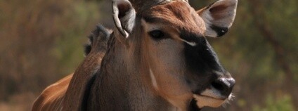 Foto: Tom Junek ZOO Ostrava