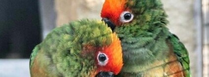 foto: Aratingy v ZOO Bošovicích / Papouščí zoologická zahrada