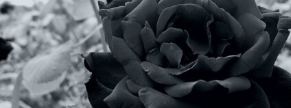 foto: Černá růže /CGlz / Flickr