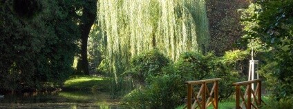 foto: Echinacea / Wikimedia Commons