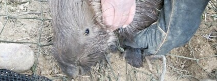 foto: Záchranná stanice živočichů Plzeň