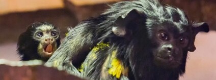 foto: Roman Kočí / ZOO Brno