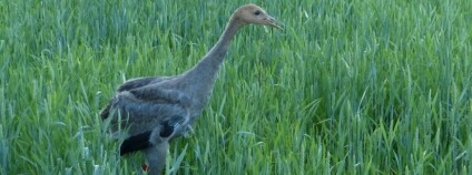 foto: P.Lumpe / Zoo Ostrava