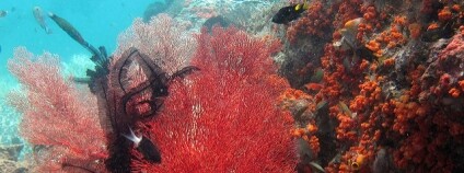 foto: Korálový útes v Indonésii, Raja Ampat / Lakshmi Sawitri / Flickr