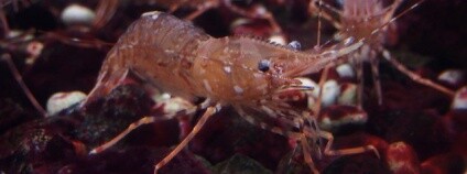 foto: kreveta / harum.koh / Flickr