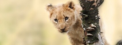 Lvíče Foto: Sponchia Pixabay