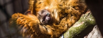 foto: J. Kanichová / ZOO Ostrava