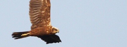 foto:  Ivan Mikšík / www.natureblink.com