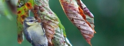 foto: Rafał Konieczny / Wikipedia Commons