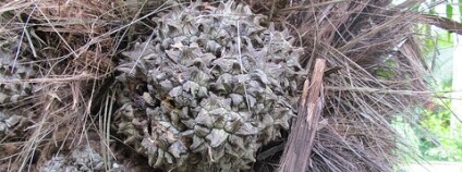 foto: scott.zona / Flickr