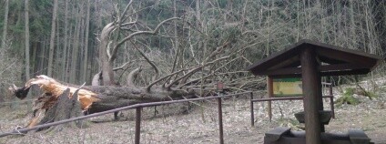foto: Památný strom Král smrků / Ochrana přírody.cz