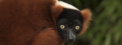 foto: Vari červený / Kitty Terwolbeck / Flickr