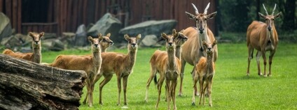 foto: Pavel Vlček / ZOO Ostrava