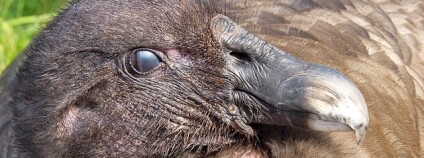 foto: Damian Entwistle / Flickr