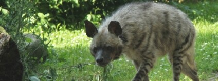 foto:  Jakub Labský / ZOO Dvůr Králové