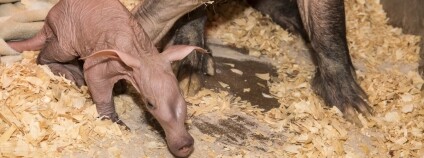 foto: Lukáš Pavlačík / ZOO Dvůr Králové