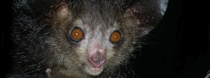 foto: Frank Vassen / Flickr