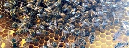 foto: Projekt BeeTech