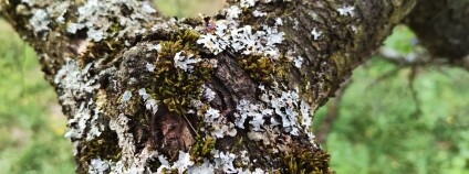 Foto: Potulný sadař Dominik Grohman